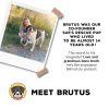 Brutus Bone Broth Dog Food Topper Joint Health Protein-6