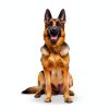 Beef Organ Dog Supplement Brothhh Mess Free Nutrition-5