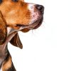 Wonder Paws Bone Broth Powder for Dogs Health-5
