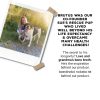 Dog Meal Topper Brutus Broth Powdered Veg Broth-8