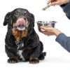 Bone Broth Powder Dogs Brutus Broth Topping-5