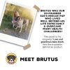 Dog Bone Broth Powder Brutus Travel Food Topping-8
