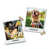 Dog Bone Broth Powder Brutus Travel Food Topping-3