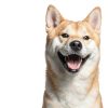 Dog Bone Broth Powder Zammex Nutrition Grass Fed Joint Support-2